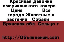 Красивая девочка американского кокера › Цена ­ 35 000 - Все города Животные и растения » Собаки   . Брянская обл.,Сельцо г.